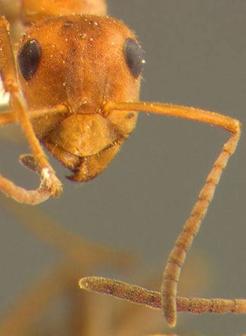 Media type: image; Entomology 8884   Aspect: head frontal view